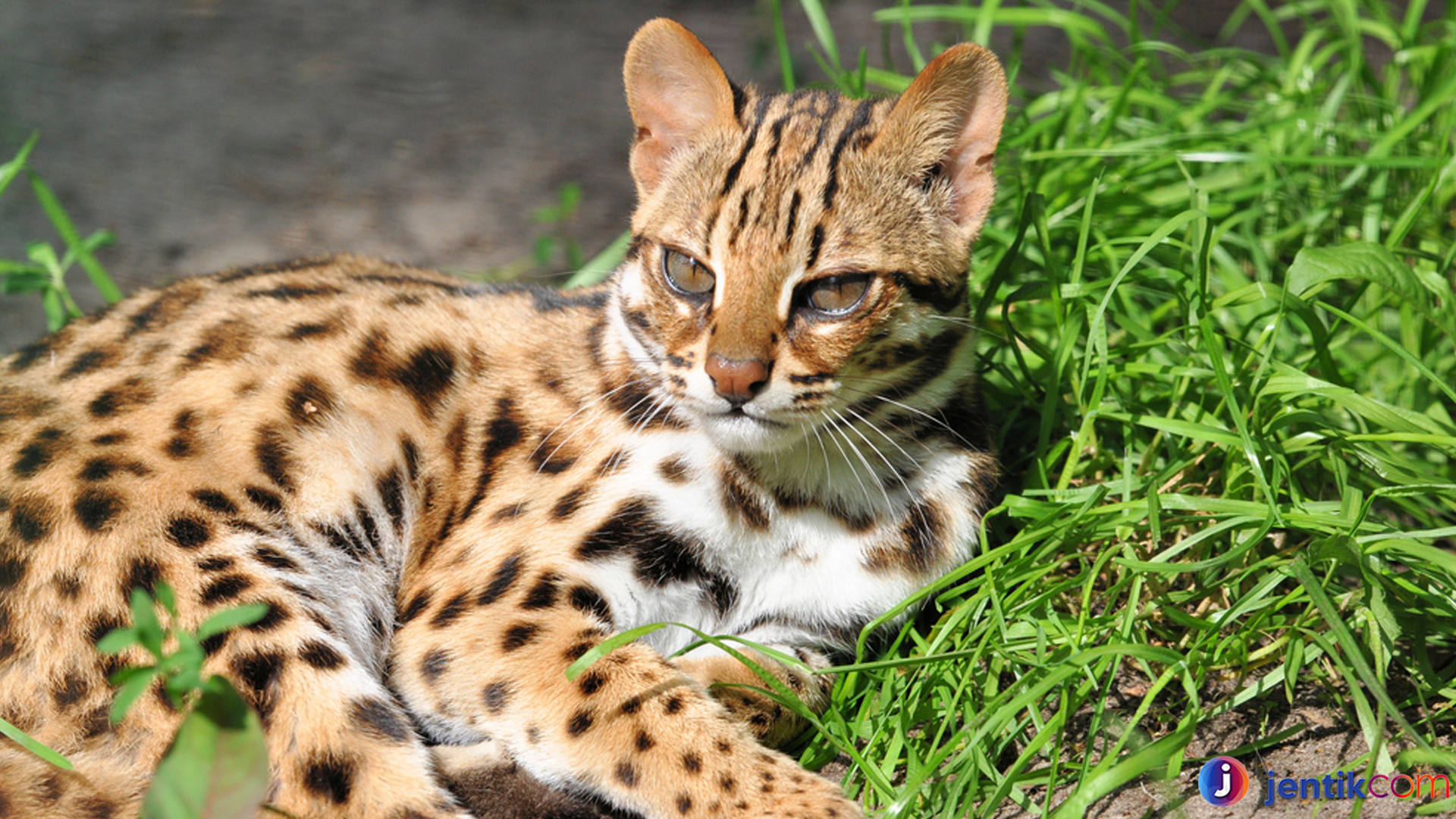 Kucing Hutan Terancam Punah? Fakta di Balik Perburuan Liar