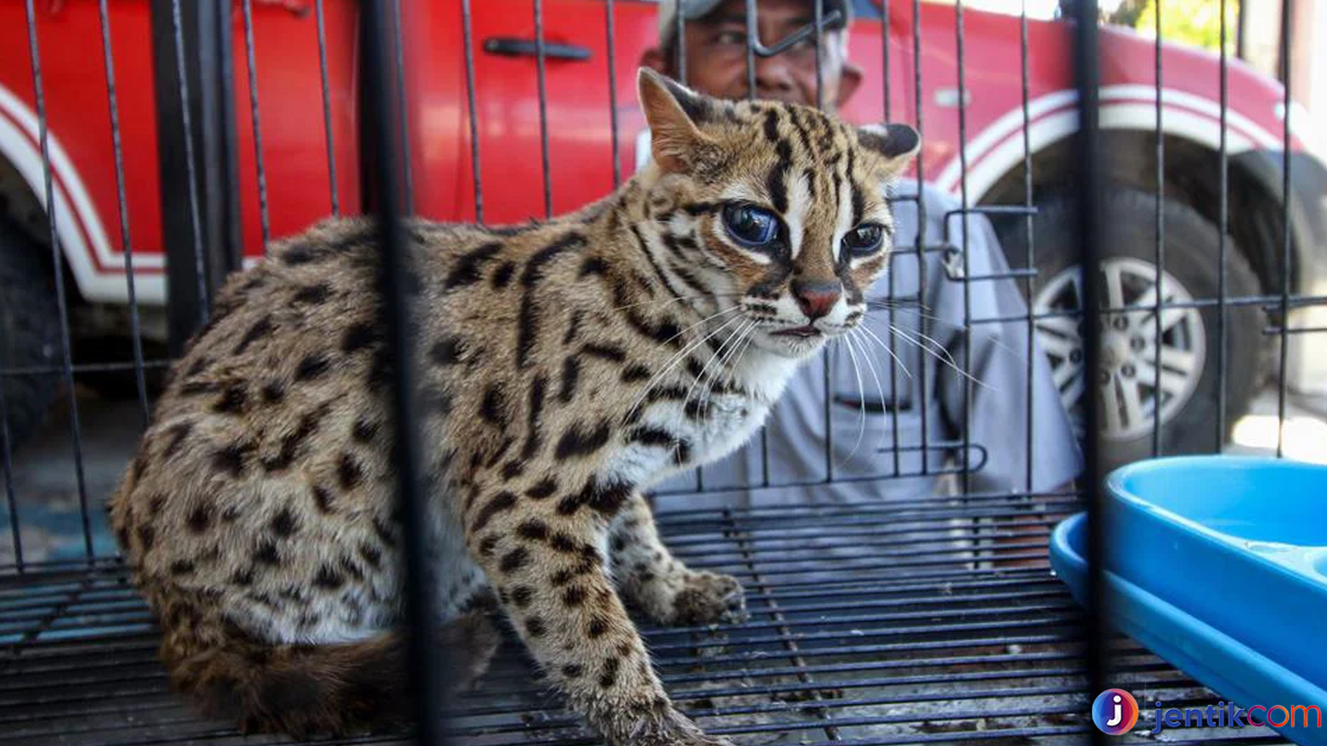 Kucing Hutan Terancam Punah? Fakta di Balik Perburuan Liar