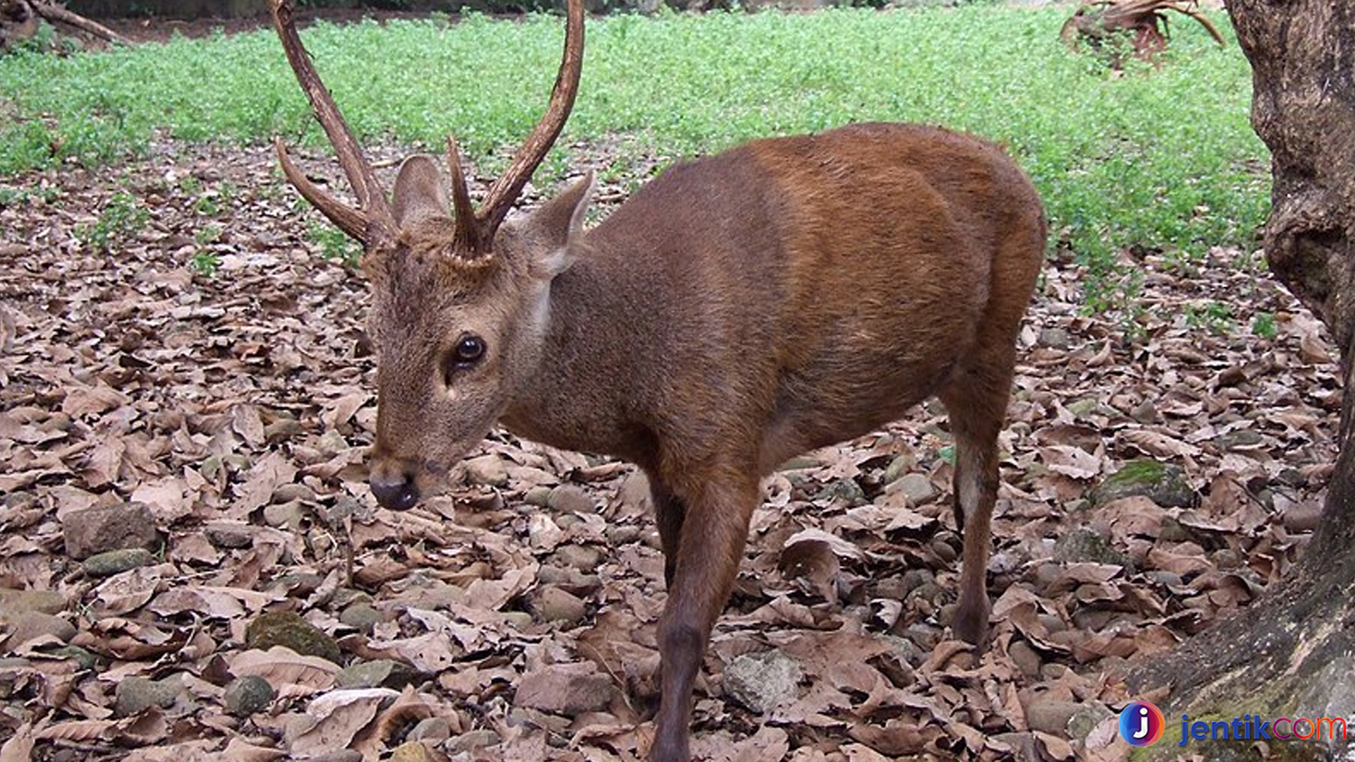 Rusa Bawean: Satwa Langka yang Terancam Punah di Indonesia