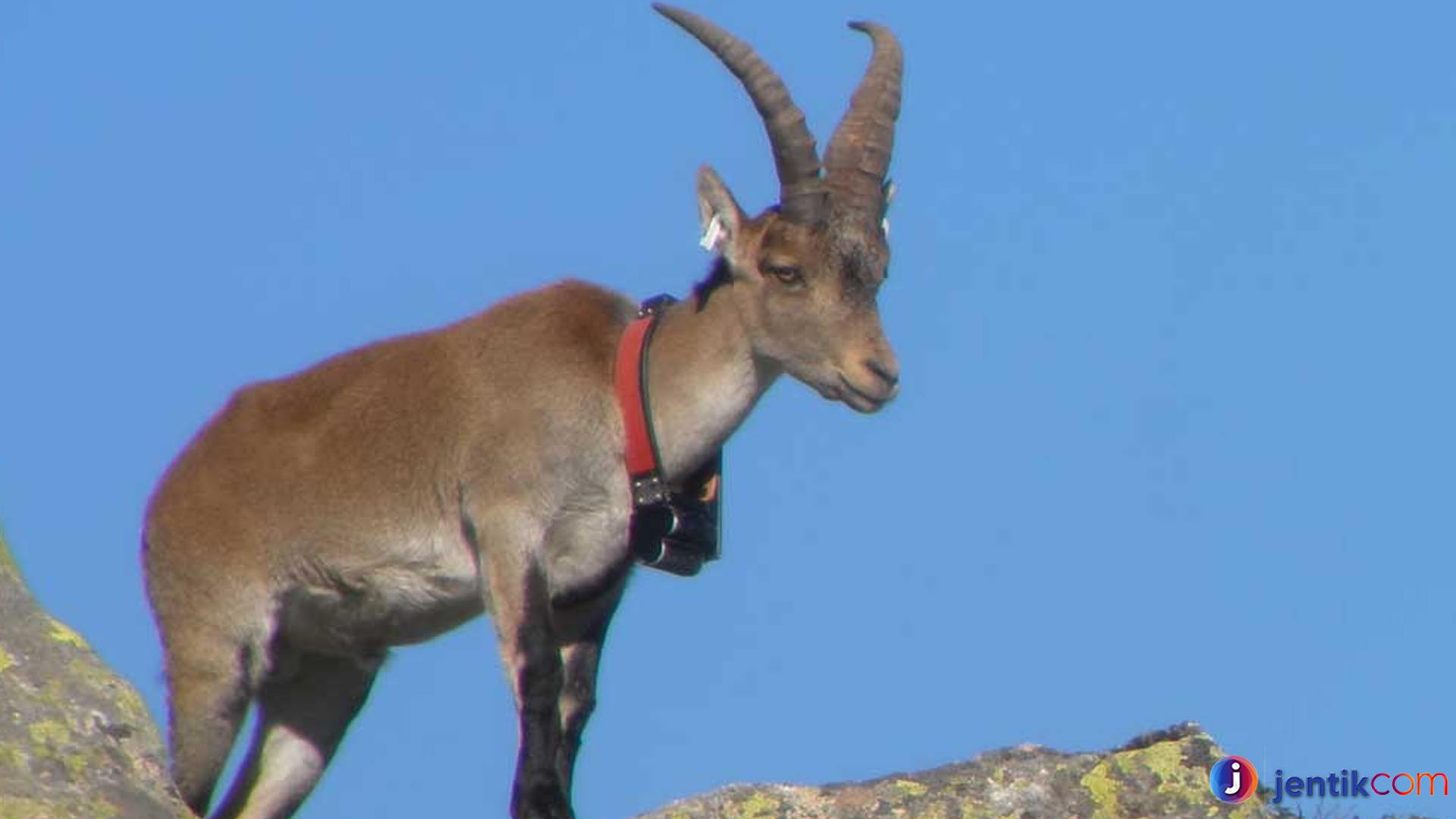 Pyrenean Ibex: Mengungkap Keajaiban Hewan yang Telah Punah