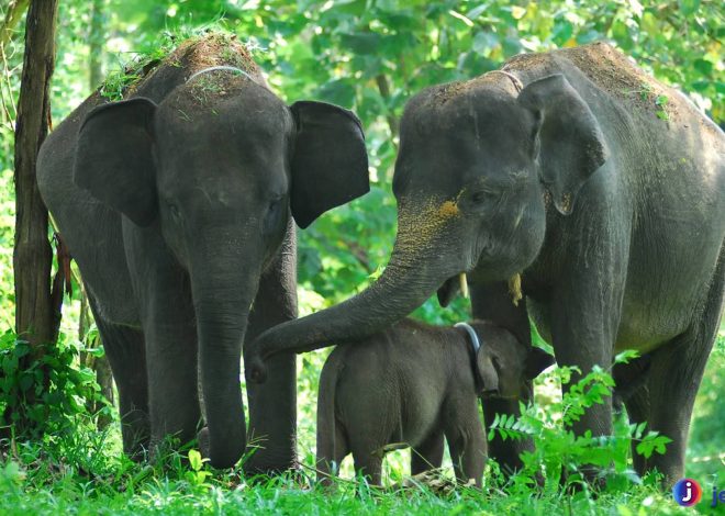 Gajah Sumatera: Penjaga Hutan Tropis yang Terancam Punah