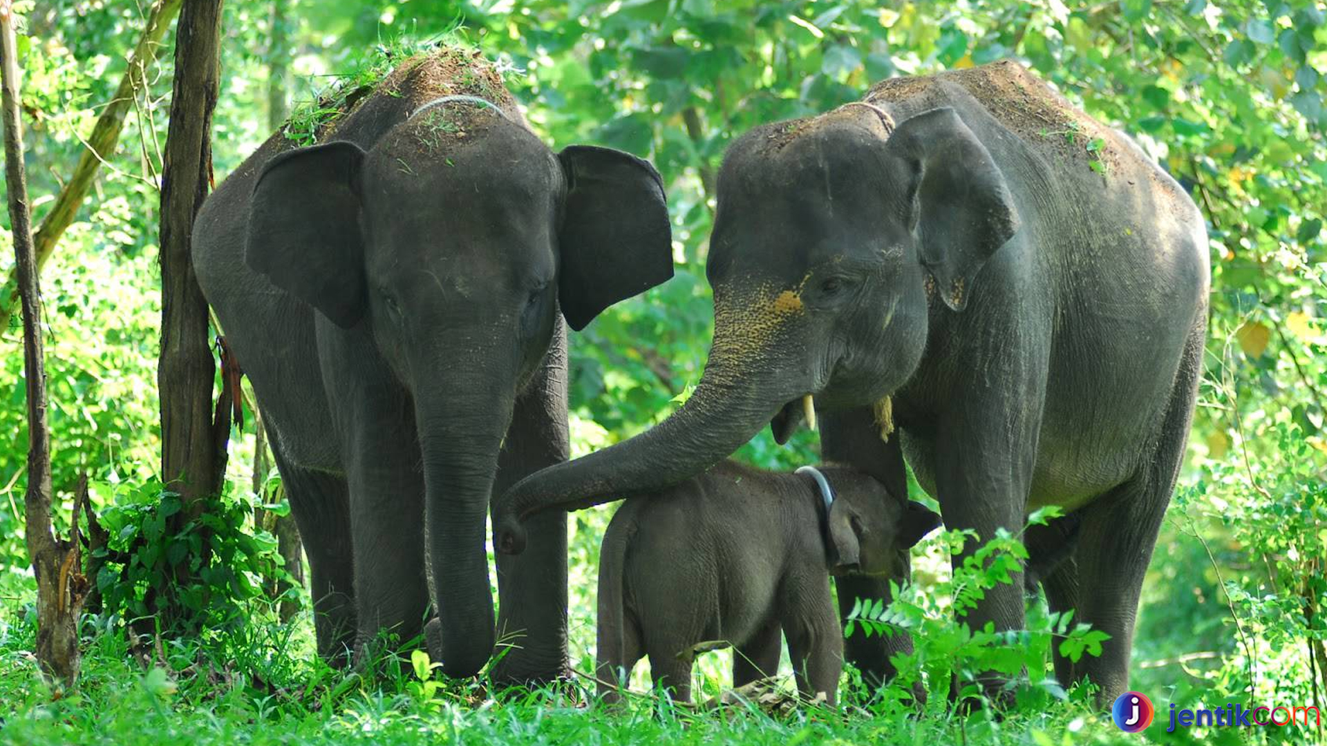 Gajah Sumatera: Penjaga Hutan Tropis yang Terancam Punah