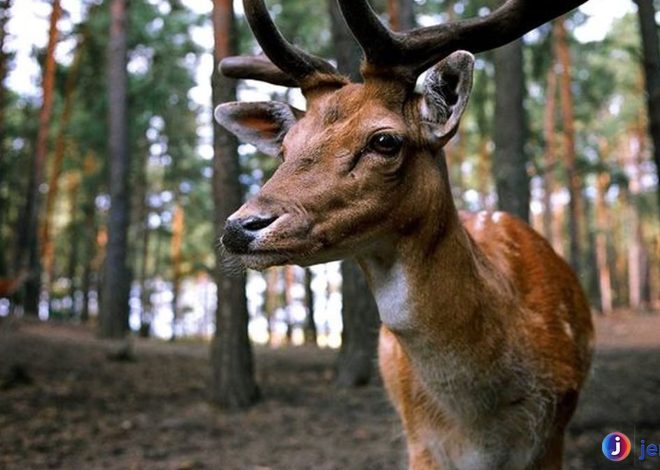 Rusa Bawean: Satwa Langka yang Terancam Punah di Indonesia