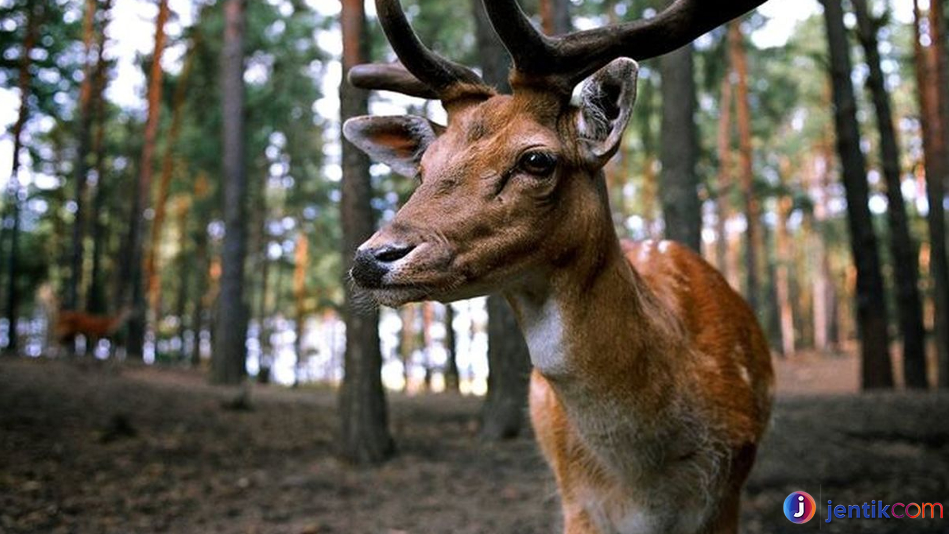 Rusa Bawean: Satwa Langka yang Terancam Punah di Indonesia