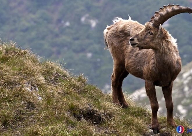 Pyrenean Ibex: Mengungkap Keajaiban Hewan yang Telah Punah