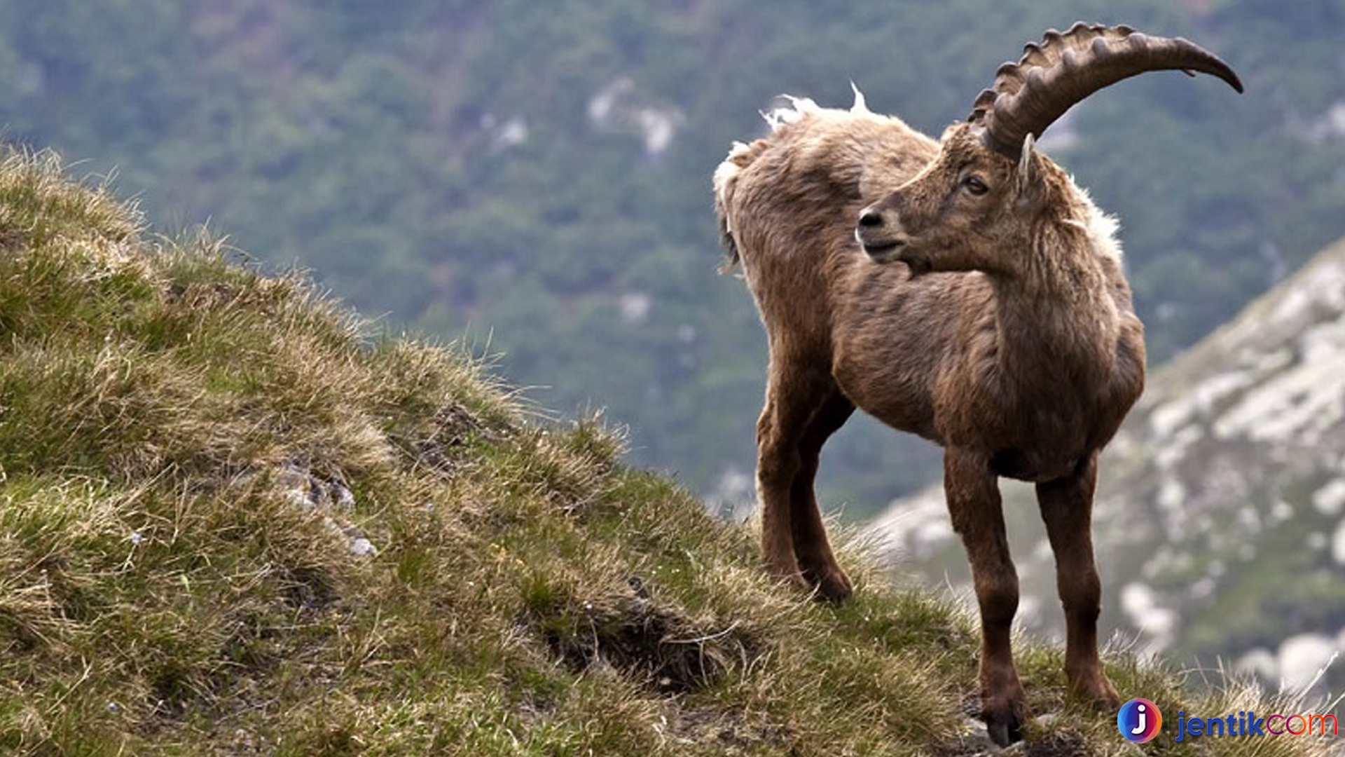 Pyrenean Ibex: Mengungkap Keajaiban Hewan yang Telah Punah