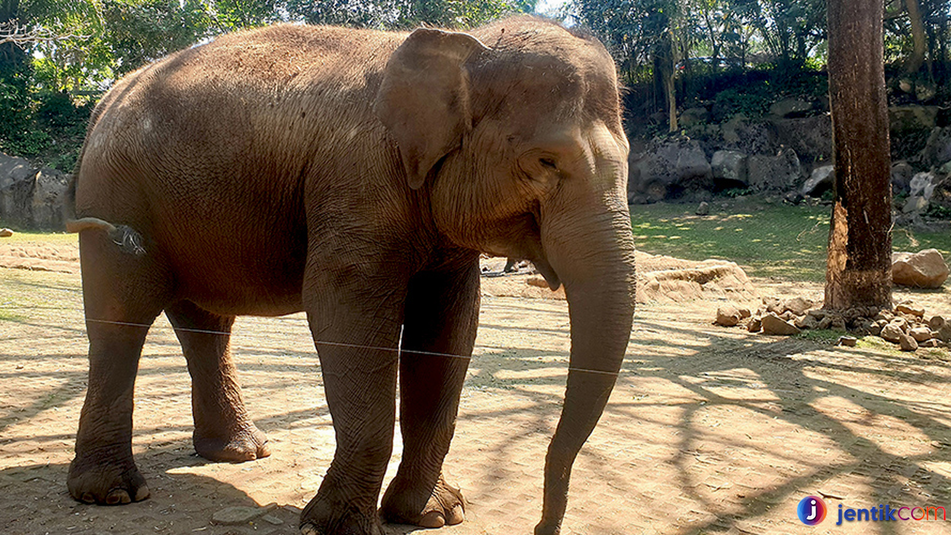 Gajah Sumatera: Penjaga Hutan Tropis yang Terancam Punah