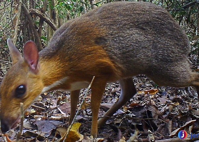 Mengenal Pelanduk Napu: Mamalia Langka dari Hutan Tropis