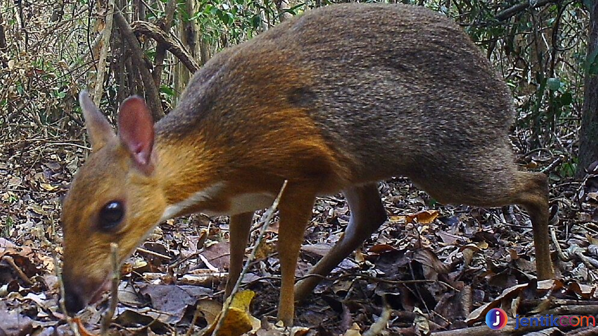 Mengenal Pelanduk Napu: Mamalia Langka dari Hutan Tropis