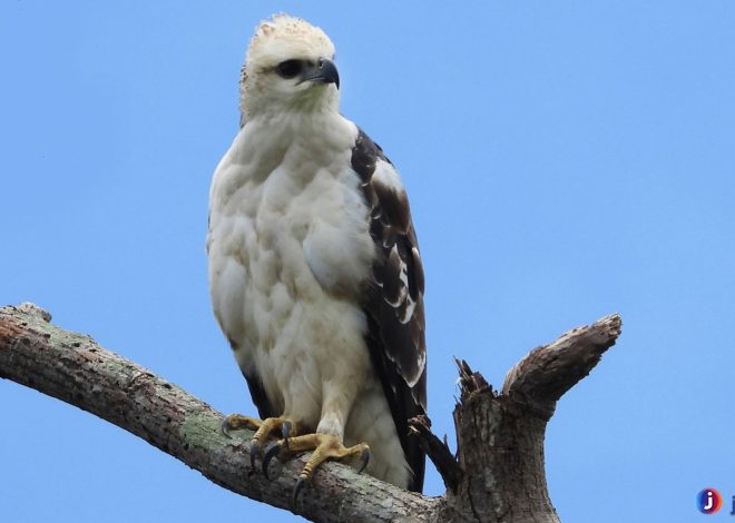 Elang Flores: Keanggunan dan Keberanian Burung Pemangsa