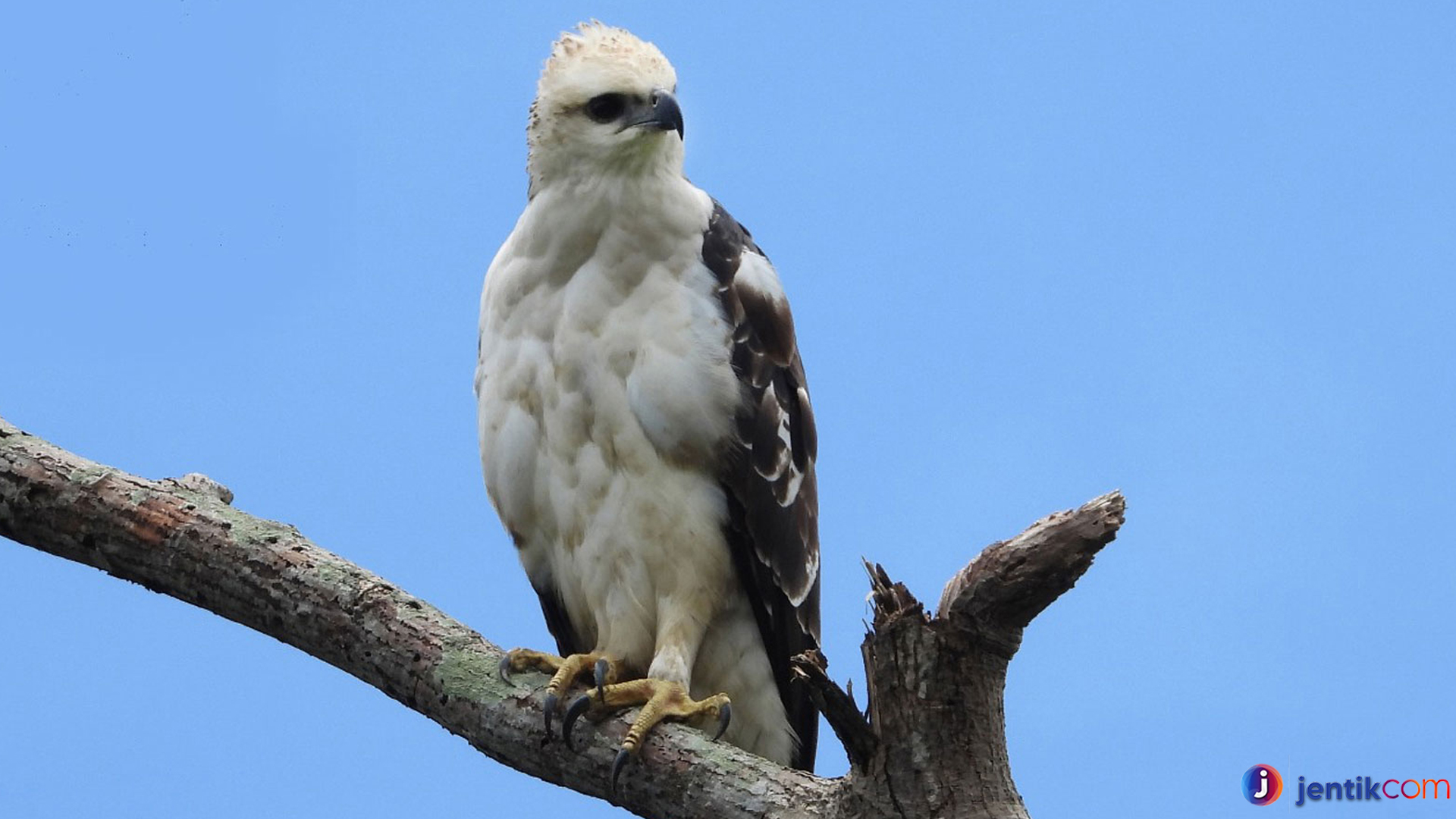 Elang Flores: Keanggunan dan Keberanian Burung Pemangsa