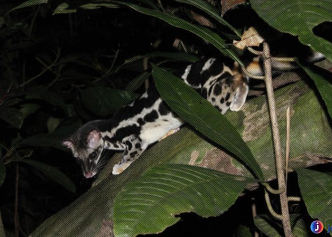 Musang Congkok: Keindahan dan Kelestariannya yang Unik