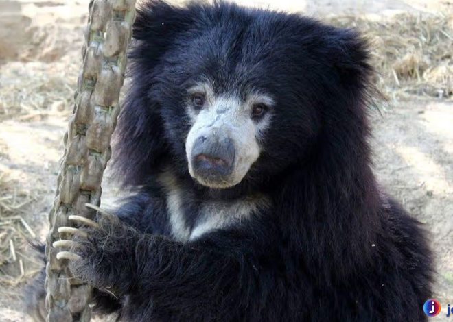 Beruang Kungkang: Si Kecil yang Lembut dan Menggemaskan