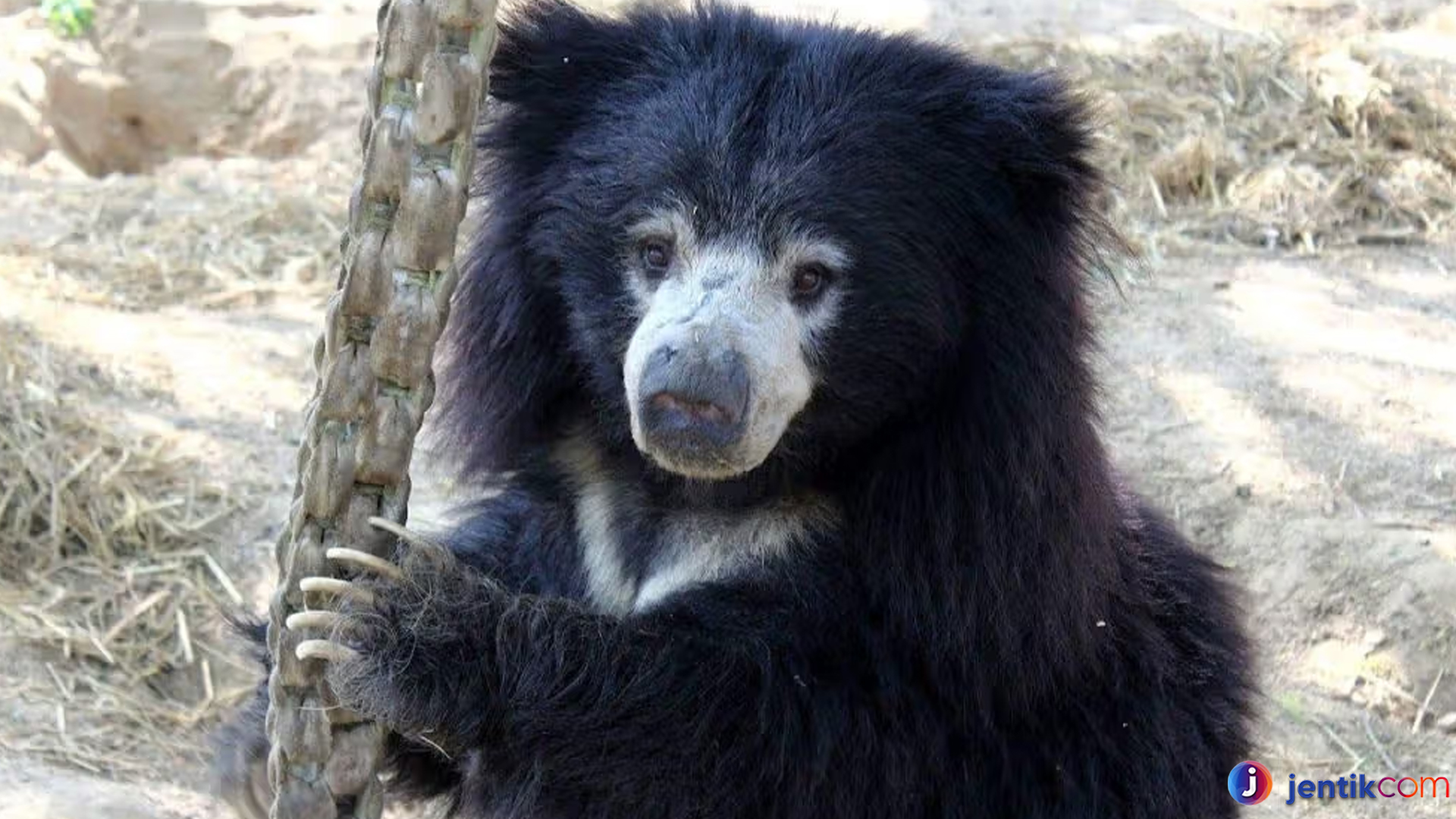 Beruang Kungkang: Si Kecil yang Lembut dan Menggemaskan