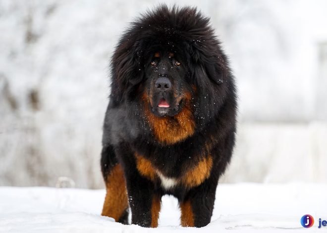 Tibetan Mastiff: Anjing dengan Aura Keberanian dan Keanggunan