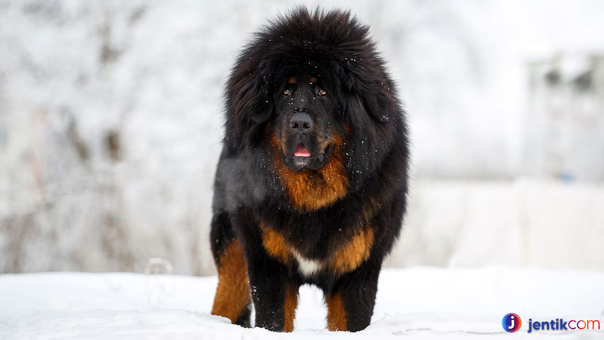 Tibetan Mastiff: Anjing dengan Aura Keberanian dan Keanggunan