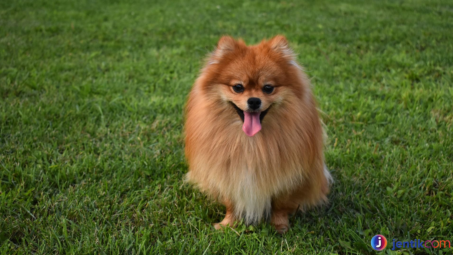 Pomerania: Anjing Lucu dan Menggemaskan dengan Bulu Tebal