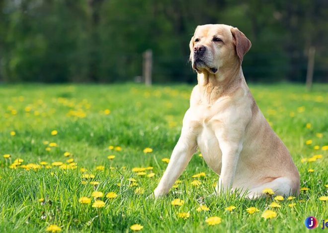 Mengapa Labrador Retriever Jadi Pilihan Favorit Pecinta Anjing