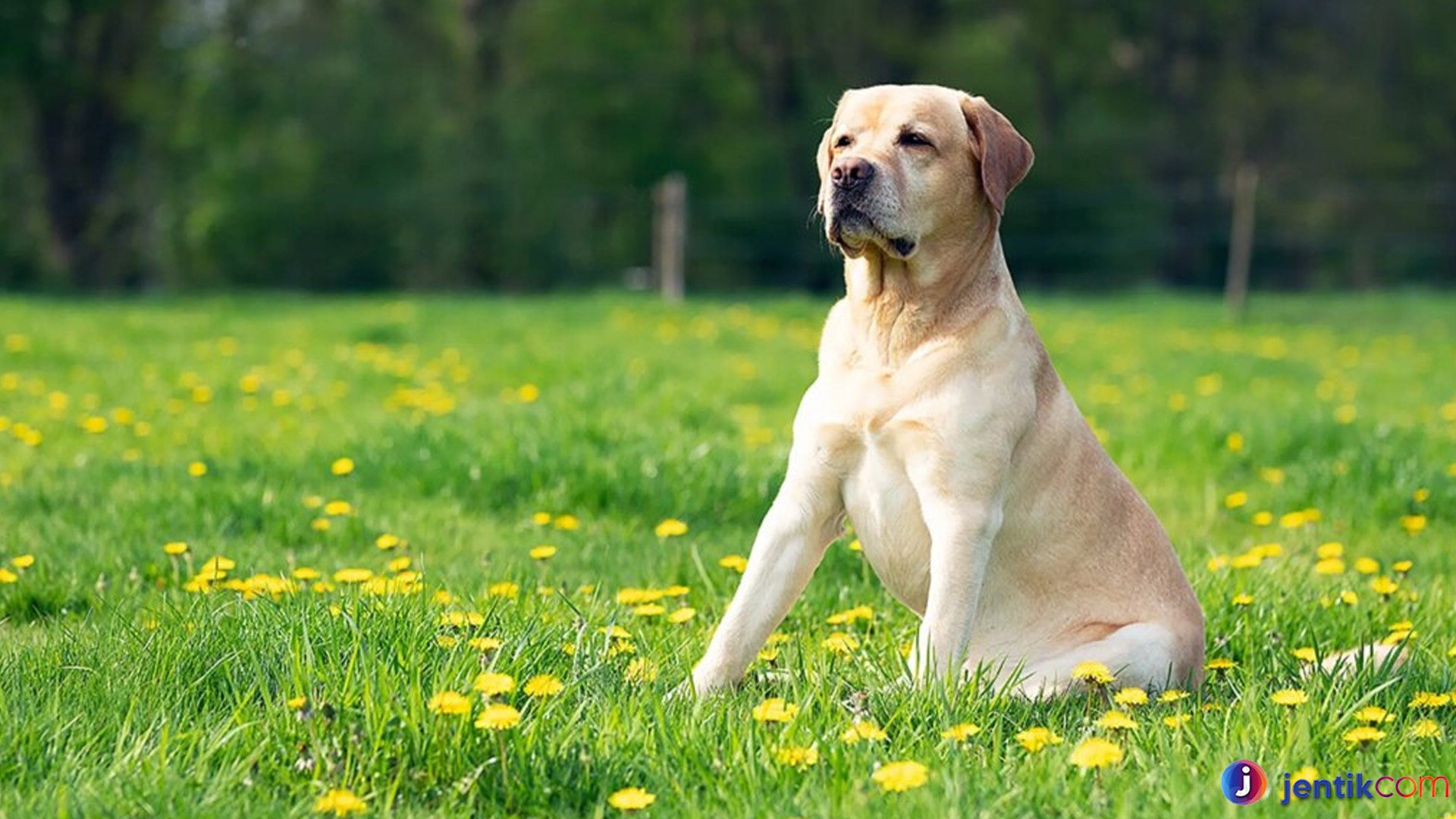 Mengapa Labrador Retriever Jadi Pilihan Favorit Pecinta Anjing