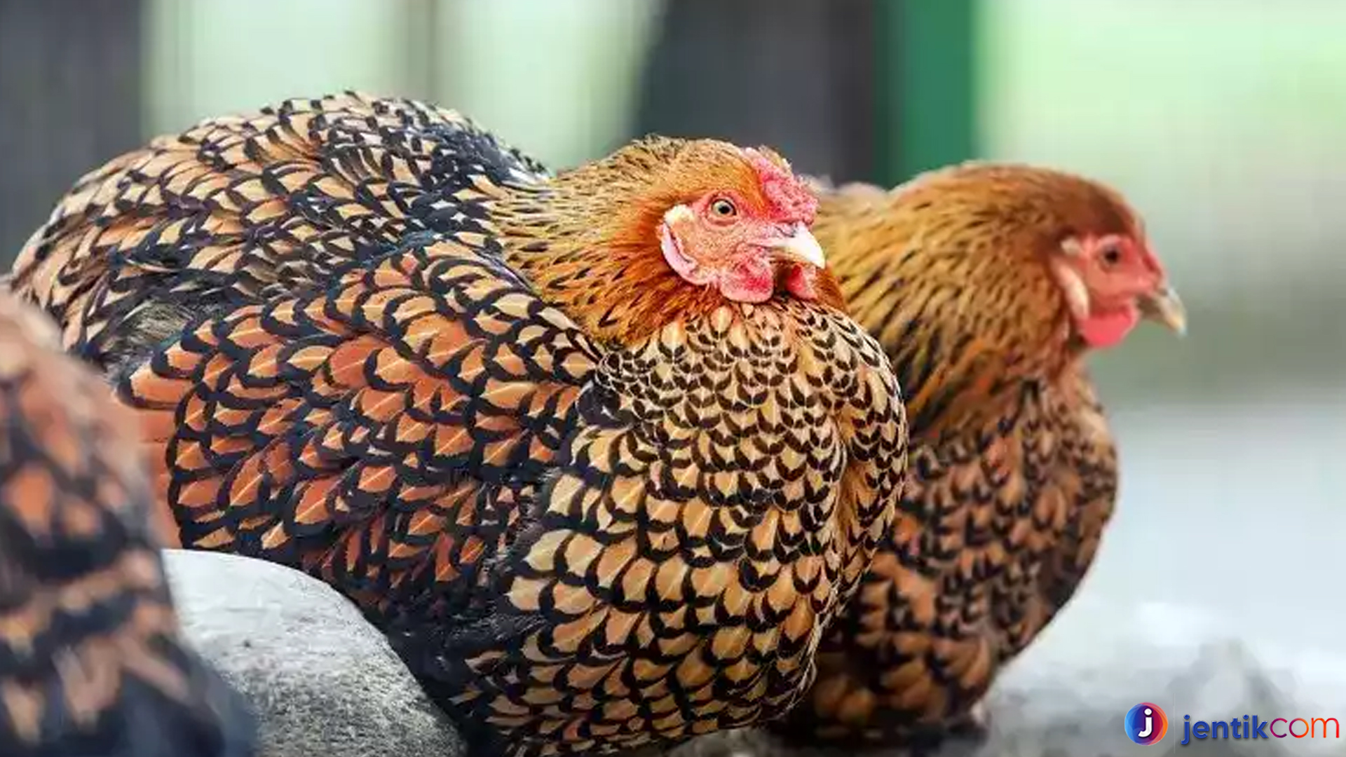 Mengenal Ayam Wyandotte: Unggas Cantik dengan Karakter Kuat