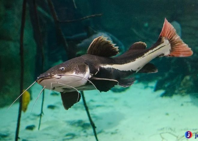 Mengenal Ikan Redtail Catfish: Keunikan dan Pesona Predator Air