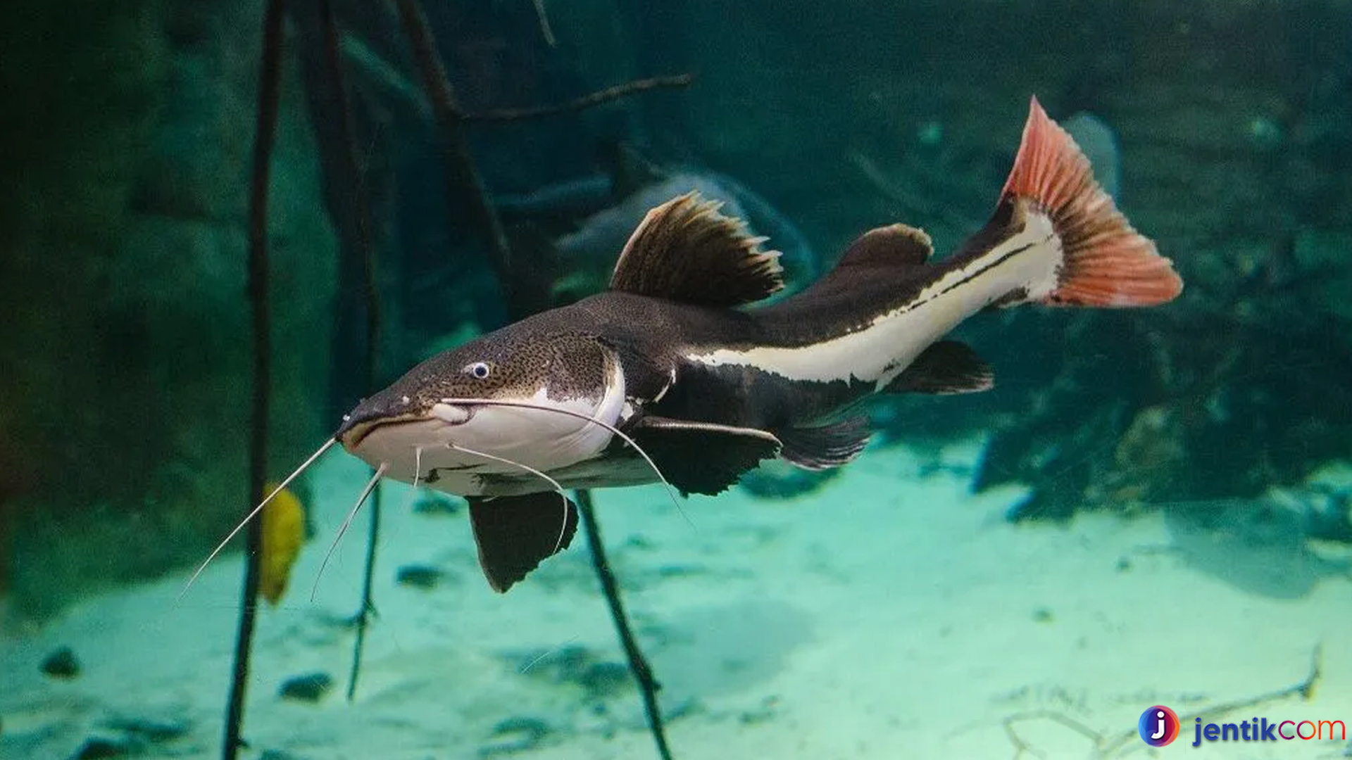 Mengenal Ikan Redtail Catfish: Keunikan dan Pesona Predator Air