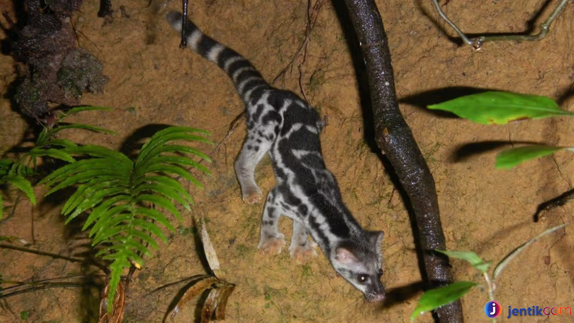 Musang Congkok: Keindahan dan Kelestariannya yang Unik