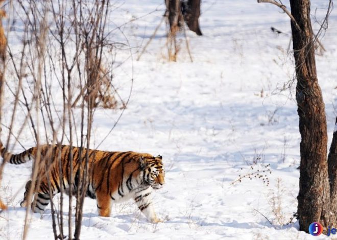 Harimau Siberia: Spesies Langka dan Perannya dalam Ekosistem