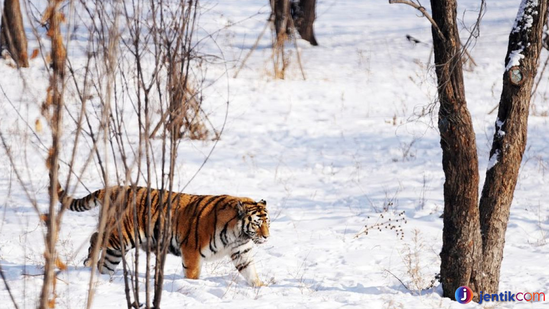 Harimau Siberia: Spesies Langka dan Perannya dalam Ekosistem