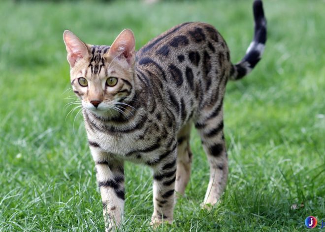 Ocicat: Kucing dengan Penampilan Macan dan Kepribadian Manja