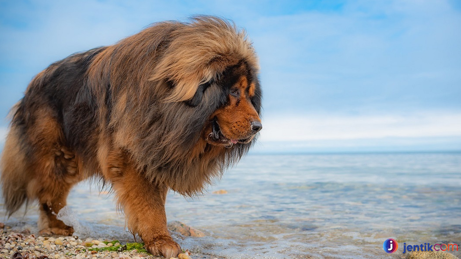 Tibetan Mastiff: Anjing dengan Aura Keberanian dan Keanggunan