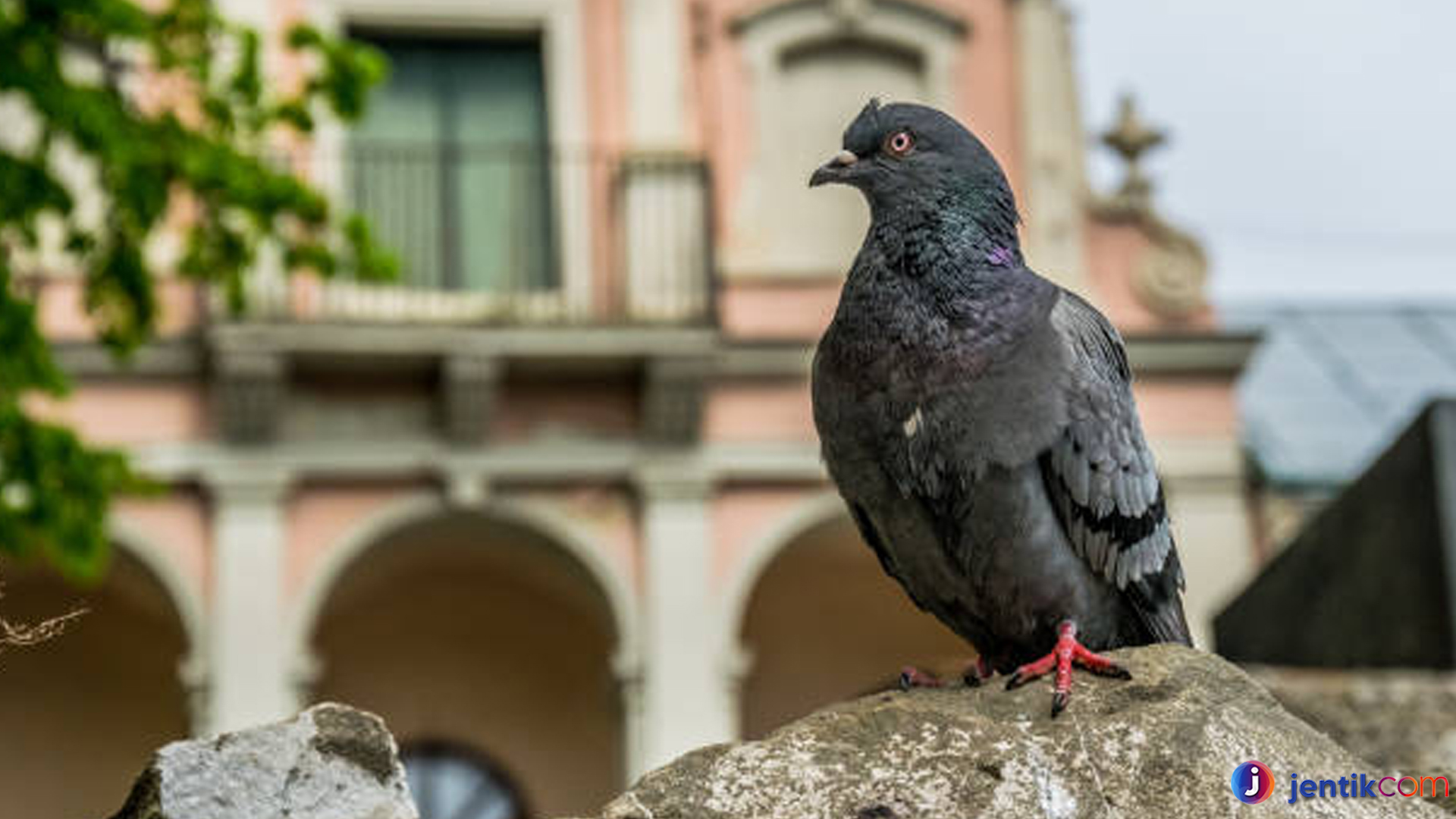 Dari Langit hingga Kepunahan: Cerita Burung Merpati Penumpang