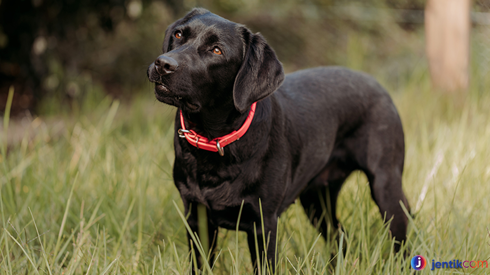 Mengapa Labrador Retriever Jadi Pilihan Favorit Pecinta Anjing