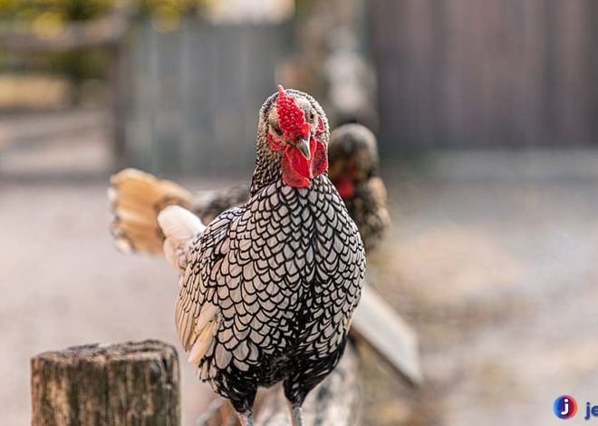 Mengenal Ayam Wyandotte: Unggas Cantik dengan Karakter Kuat