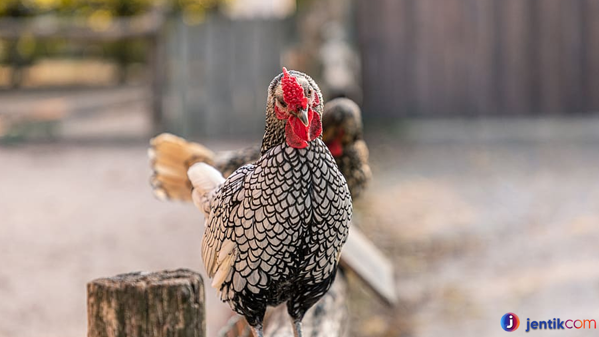 Mengenal Ayam Wyandotte: Unggas Cantik dengan Karakter Kuat