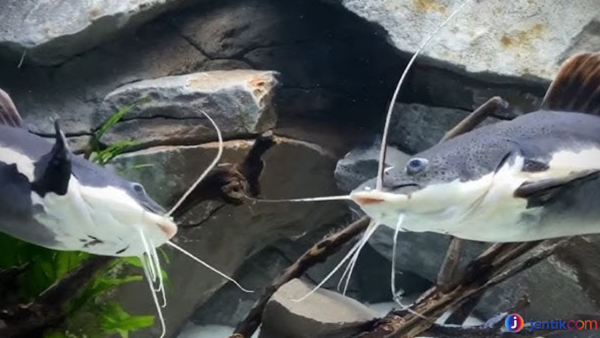 Mengenal Ikan Redtail Catfish: Keunikan dan Pesona Predator Air